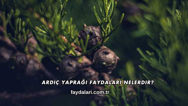 Ardıç Yaprağı Faydaları Nelerdir?