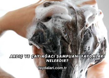 Ardıç ve Çay Ağacı Şampuanı Faydaları Nelerdir?