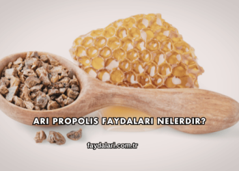 Arı Propolis Faydaları Nelerdir?