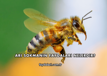 Arı Sokmanın Faydaları Nelerdir?