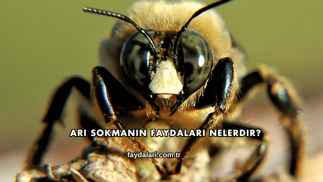 Arı Sokmanın Faydaları Nelerdir?