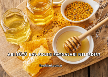 Arı Sütü Bal Polen Faydaları Nelerdir?