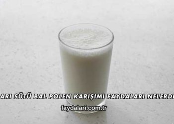 Arı Sütü Bal Polen Karışımı Faydaları Nelerdir?