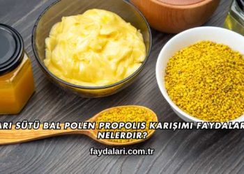 Arı Sütü Bal Polen Propolis Karışımı Faydaları Nelerdir?