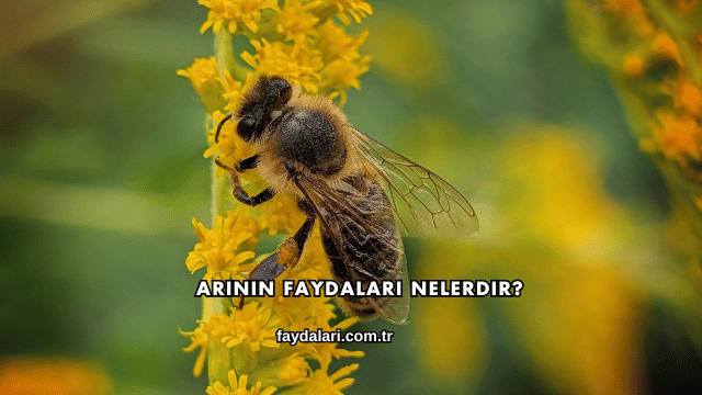 Arının Faydaları Nelerdir?