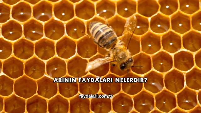 Arının Faydaları Nelerdir?