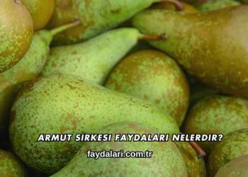 Armut Sirkesi Faydaları Nelerdir?