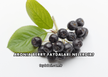 Aronia Berry Faydaları Nelerdir?