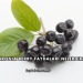 Aronia Berry Faydaları Nelerdir?