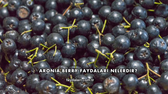 Aronia Berry Faydaları Nelerdir?