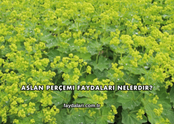 Aslan Perçemi Faydaları Nelerdir?