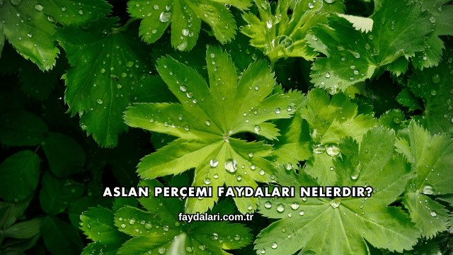Aslan Perçemi Faydaları Nelerdir?