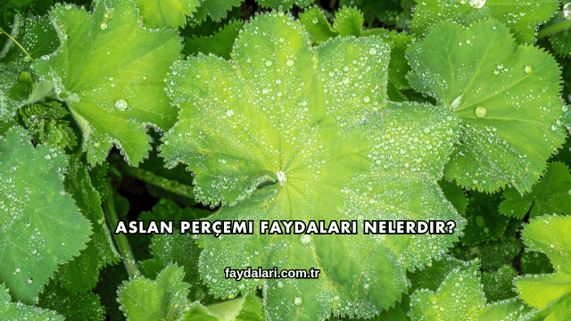 Aslan Perçemi Faydaları Nelerdir?