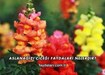 Aslanağızı Çiçeği Faydaları Nelerdir?
