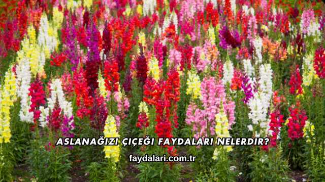 Aslanağızı Çiçeği Faydaları Nelerdir?