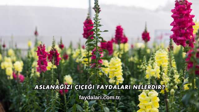 Aslanağızı Çiçeği Faydaları Nelerdir?