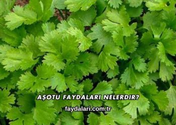 Aşotu Faydaları Nelerdir?