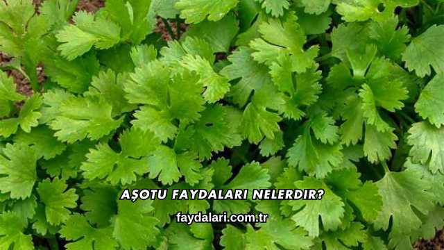Aşotu Faydaları Nelerdir?