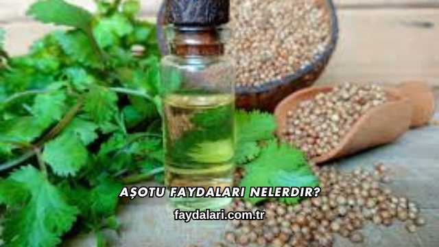 Aşotu Faydaları Nelerdir?