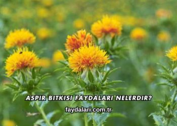 Aspir Bitkisi Faydaları Nelerdir?