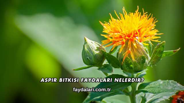 Aspir Bitkisi Faydaları Nelerdir?