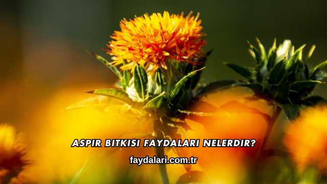 Aspir Bitkisi Faydaları Nelerdir?