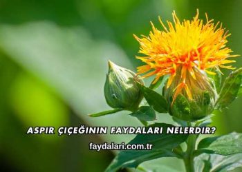 Aspir Çiçeğinin Faydaları Nelerdir?