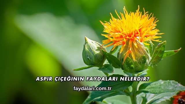 Aspir Çiçeğinin Faydaları Nelerdir?