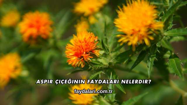 Aspir Çiçeğinin Faydaları Nelerdir?