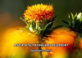 Aspir Otu Faydaları Nelerdir?