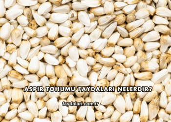 Aspir Tohumu Faydaları Nelerdir?