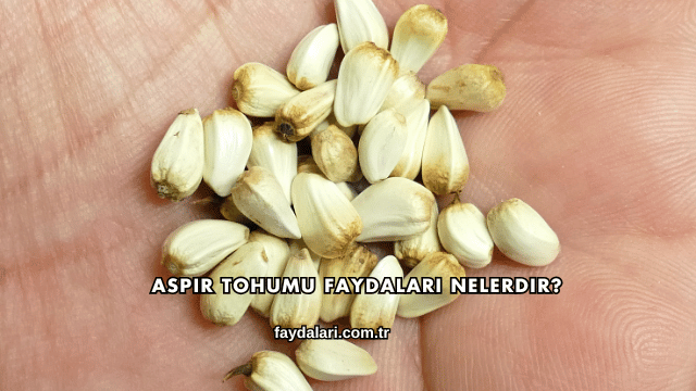 Aspir Tohumu Faydaları Nelerdir?