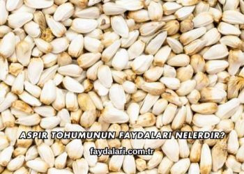 Aspir Tohumunun Faydaları Nelerdir?