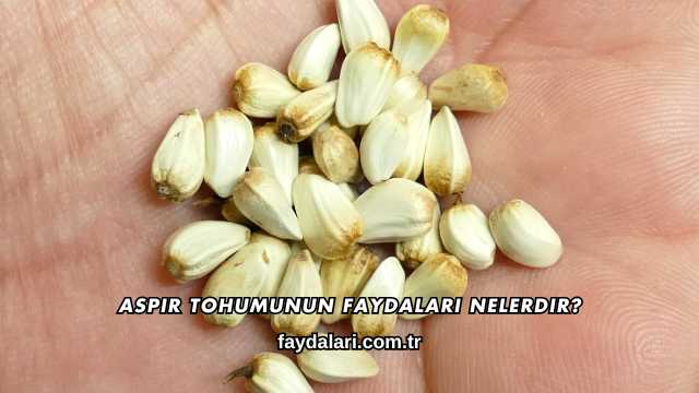 Aspir Tohumunun Faydaları Nelerdir?