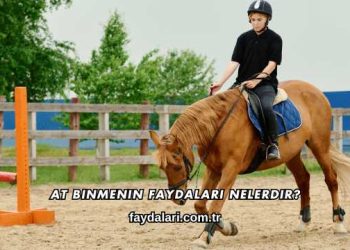 At Binmenin Faydaları Nelerdir?