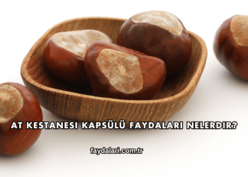 At Kestanesi Kapsülü Faydaları Nelerdir?