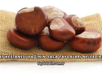 At Kestanesi Yağının Saça Faydaları Nelerdir?