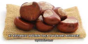 At Kestanesi Yağının Saça Faydaları Nelerdir?