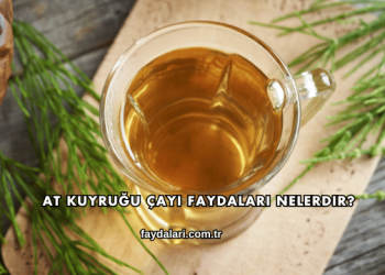 At Kuyruğu Çayı Faydaları Nelerdir?