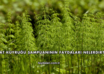 At Kuyruğu Şampuanının Faydaları Nelerdir?