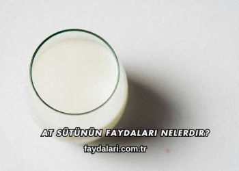 At Sütünün Faydaları Nelerdir?