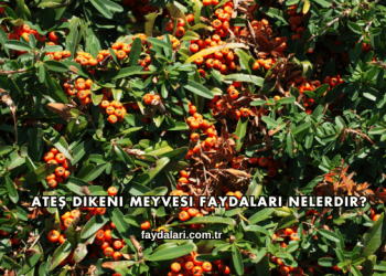 Ateş Dikeni Meyvesi Faydaları Nelerdir?