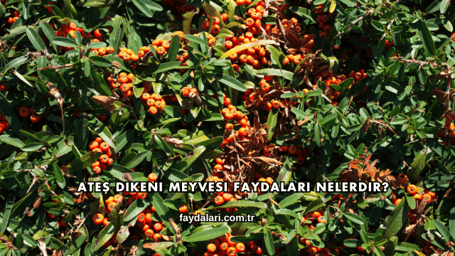 Ateş Dikeni Meyvesi Faydaları Nelerdir?