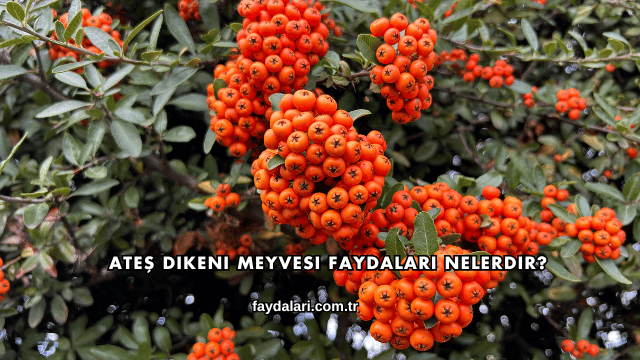 Ateş Dikeni Meyvesi Faydaları Nelerdir?