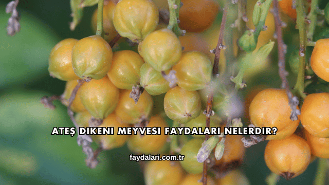 Ateş Dikeni Meyvesi Faydaları Nelerdir?