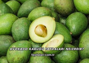 Avokado Kabuğu Faydaları Nelerdir?