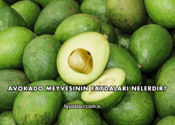 Avokado Meyvesinin Faydaları Nelerdir?