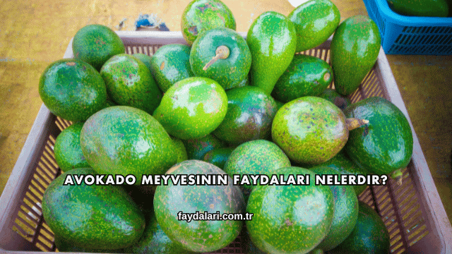 Avokado Meyvesinin Faydaları Nelerdir?