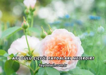 Ayı Gülü Çiçeği Faydaları Nelerdir?
