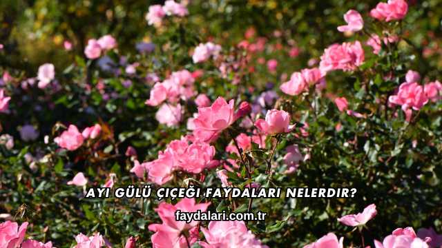 Ayı Gülü Çiçeği Faydaları Nelerdir?